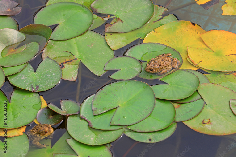 Frogs and toads are on phytoplankton in a pond in North China Frogs and toads are on phytoplankton in a pond in North China