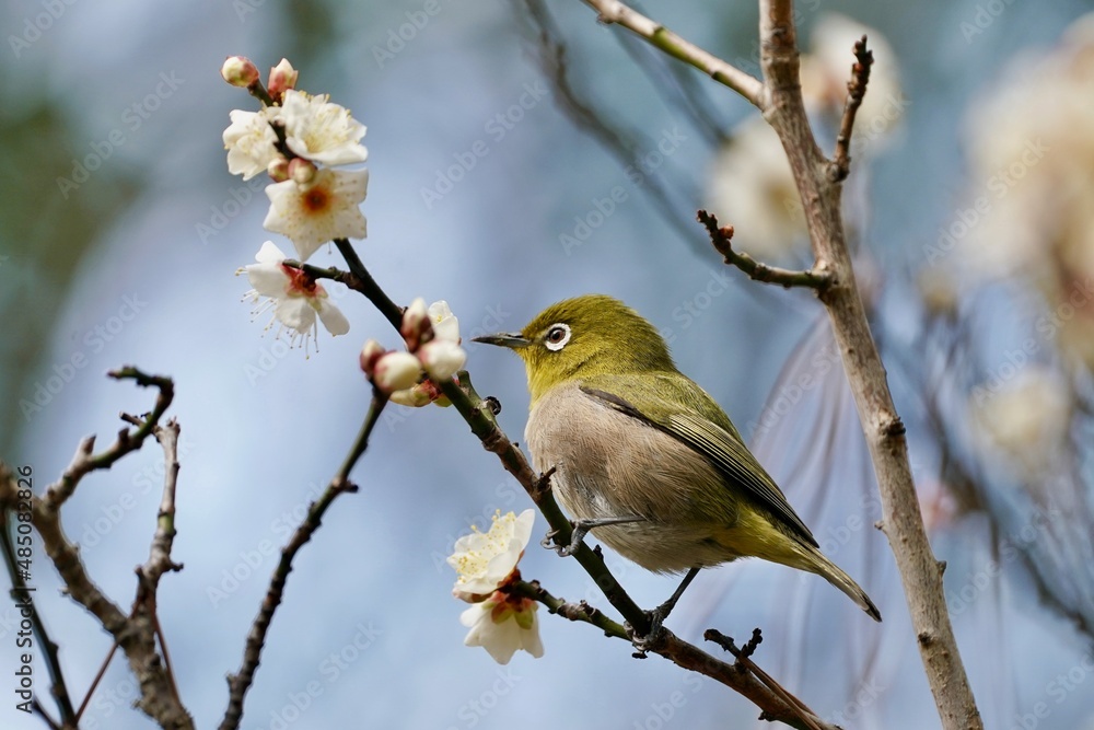 white eye on the branch