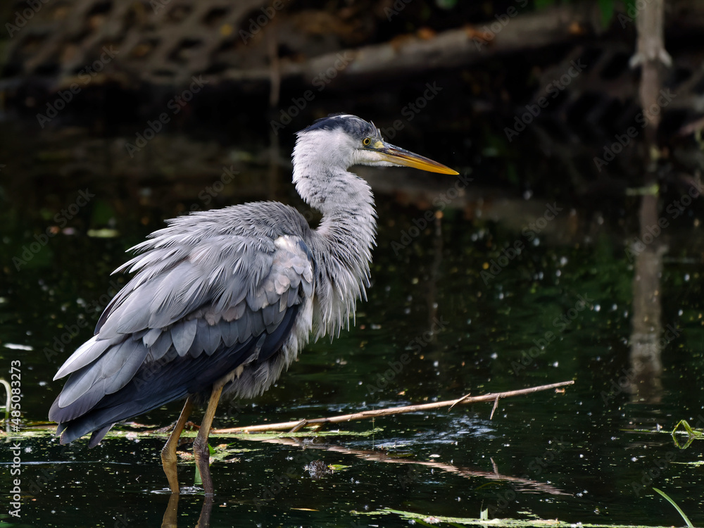 Grey heron in Potsdam Germany on the Havel Grey heron in Potsdam Germany on the Havel