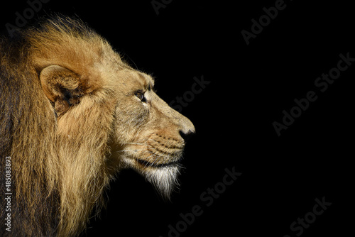 Fototapeta Naklejka Na Ścianę i Meble -  African male lion , wildlife animal isolated Black 