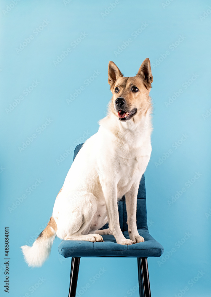 Mixed breed cute dog portrait on blue background