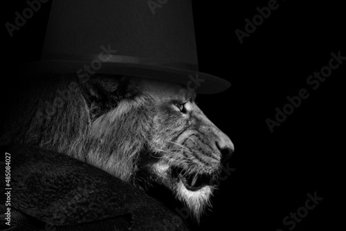 Man in the form of a Lion , The lion person , animal face isolated black white 