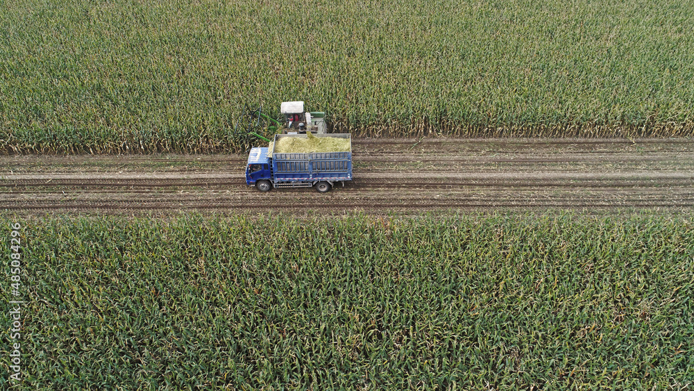 Farmers in northern China drive a self-propelled green feed harvester to harvest silage corn, aerial photos Farmers in northern China drive a self-propelled green feed harvester to harvest silage corn, aerial photos