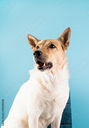 Mixed breed cute dog portrait on blue background