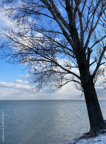 Winter landscape with a tree on the shore