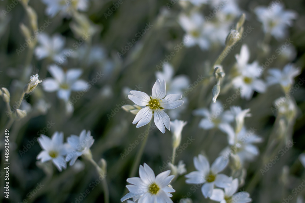 Little white flower with grey backgruound Little white flower with grey backgruound