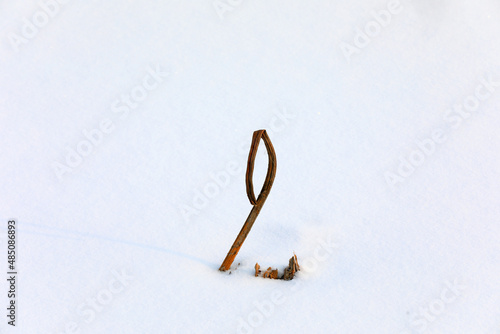 Withered pole in snow, North China
