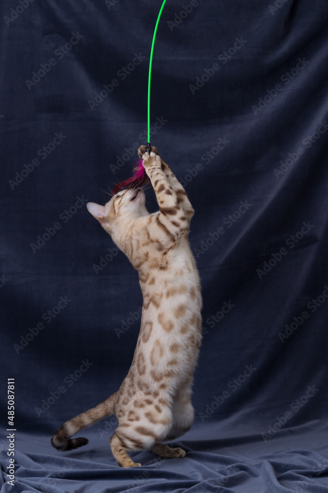 White bengal cat playing on fabric background