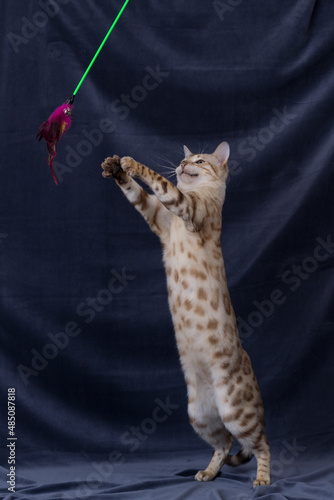 Photography White bengal cat playing on fabric background