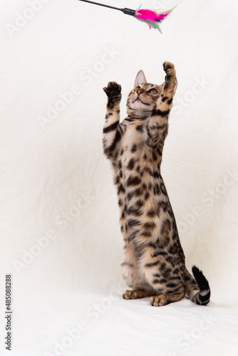 Photography Bengal kitten playing on fabric background
