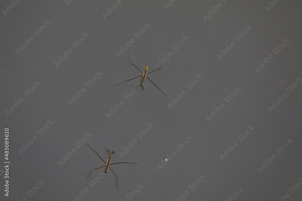 Water strider glides on the water, North China Water strider glides on the water, North China