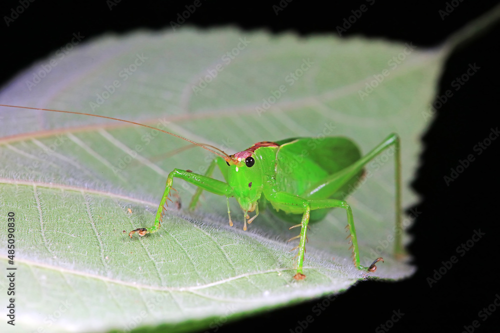 Katydid nymphs in the wild, North China Katydid nymphs in the wild, North China
