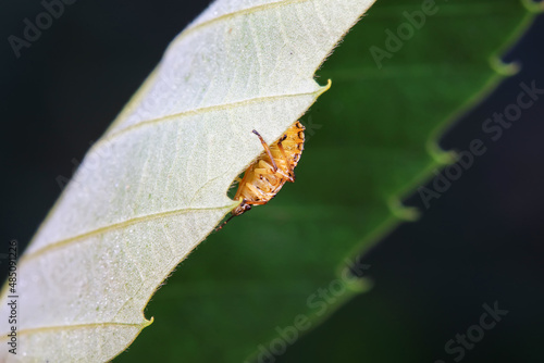 Hemiptera bugs in the wild, North China