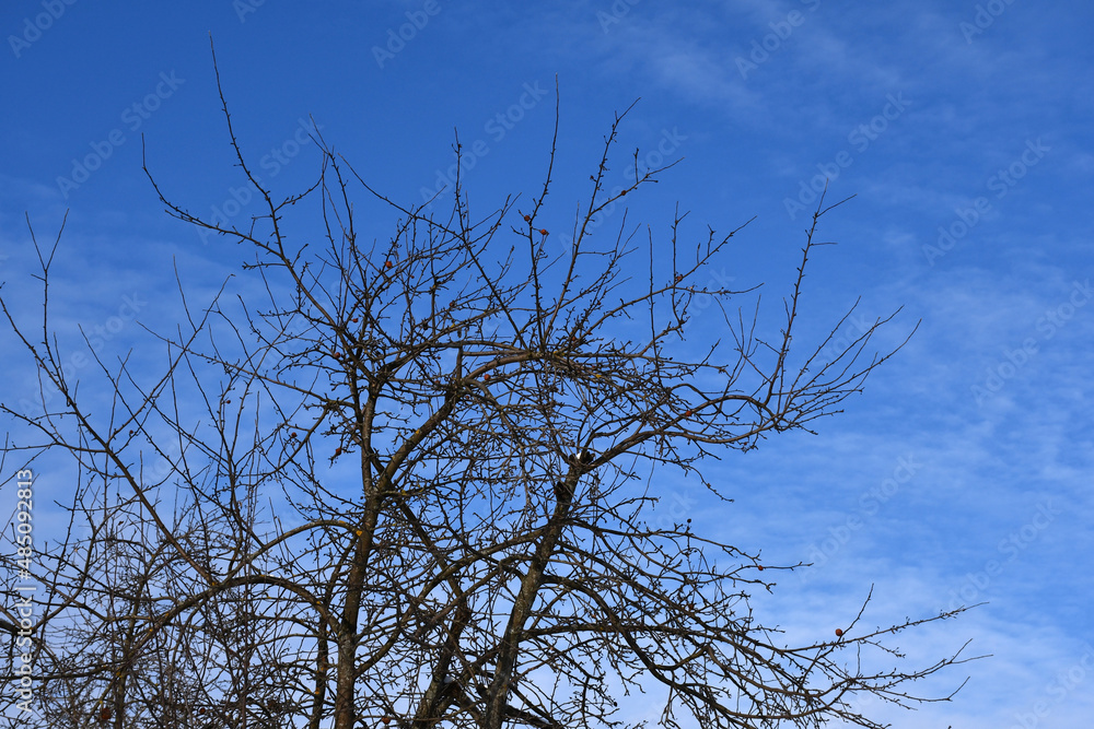 The crown of a tree without leaves against the sky. Bare branches The crown of a tree without leaves against the sky. Bare branches