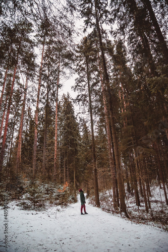 the figure of a person on a forest path between huge pines