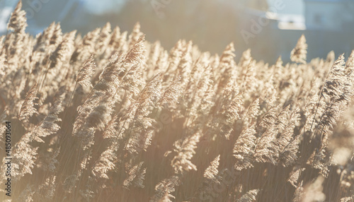 field with tall grass about two meters. Sunny weather and photographed in backlight. The grass is golden in backlight and the background behind the field is dark cyan. photo