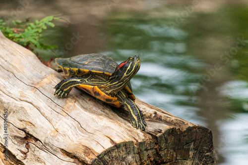 The Florida Red-bellied Turtle