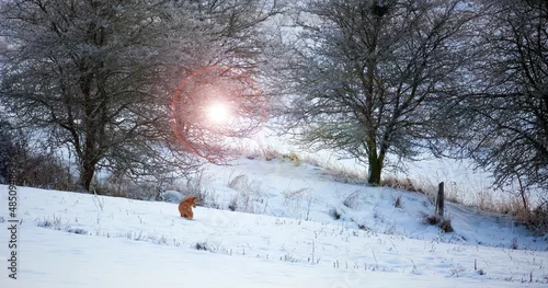 Obraz Spacer rudego Lisa Zimą 