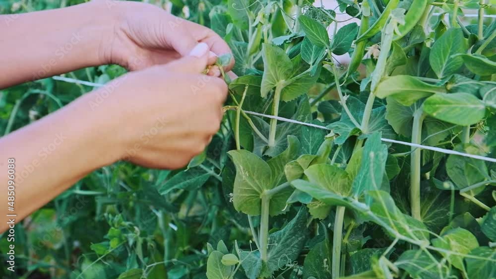 Woman hands harvesting green pea pods, gardening in the backyard Woman hands harvesting green pea pods, gardening in the backyard