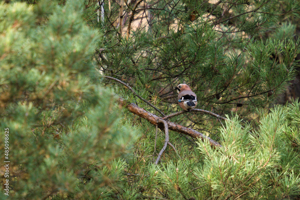 A jay sitting in the distance on a fir branch A jay sitting in the distance on a fir branch