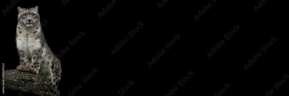 Snow leopard with a black background
