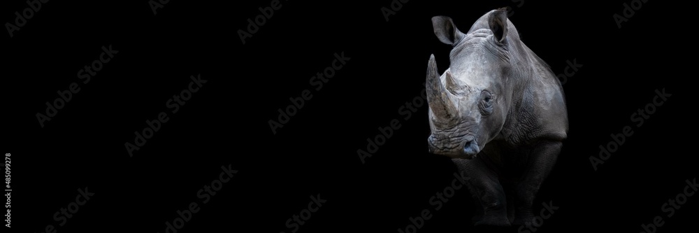 Rhino with a black background