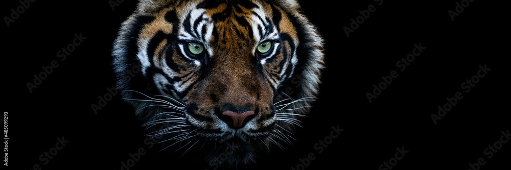 Tiger with a black background