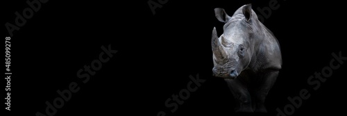Rhino with a black background photo
