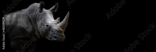 Fényképezés Rhino with a black background