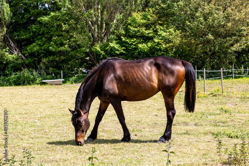 A Horse in a Field in the Sunshine
