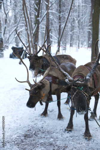 Reindeer team in snowy winter