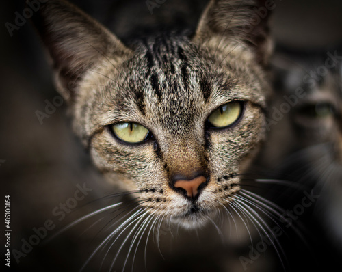 Cat Staring Intensely into the Camera.