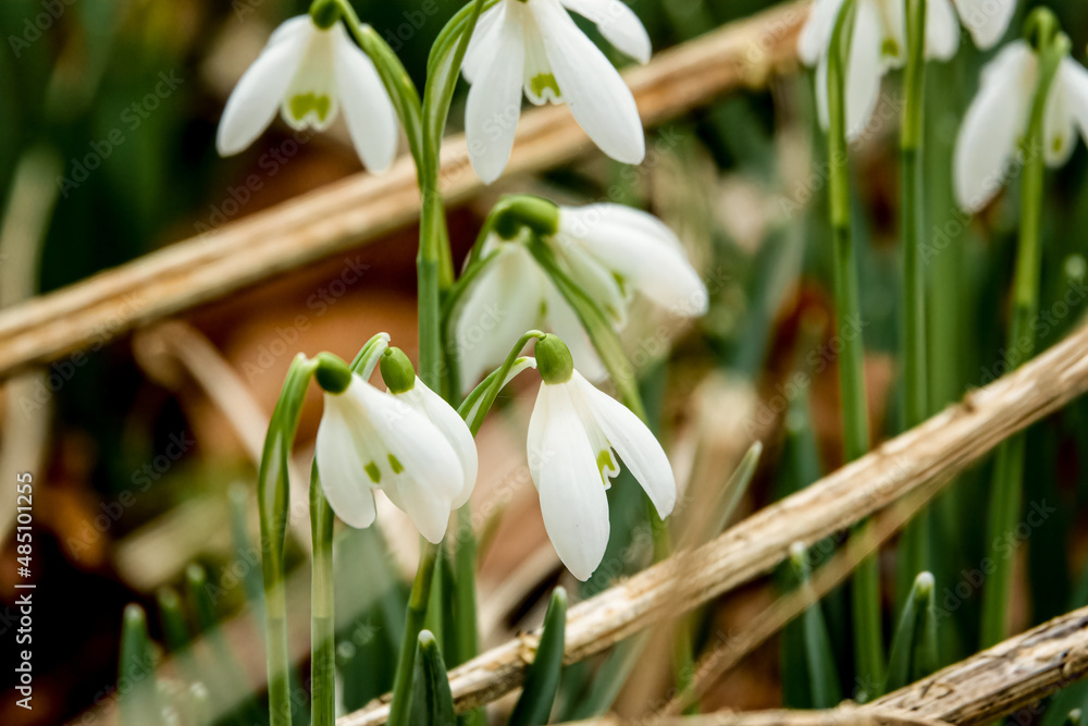 closeup of wild snowdrops (Galanthus) in February winter fall closeup of wild snowdrops (Galanthus) in February winter fall