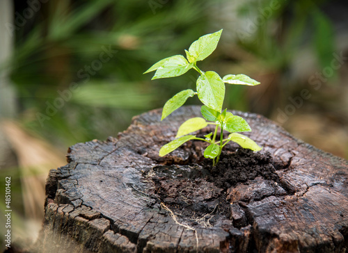young plant grow in decay log