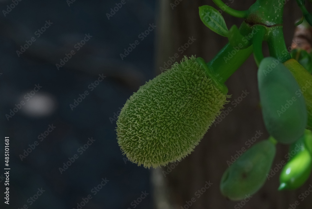 Irregular fur ball shape of baby Jackfruit with dark blur background Irregular fur ball shape of baby Jackfruit with dark blur background