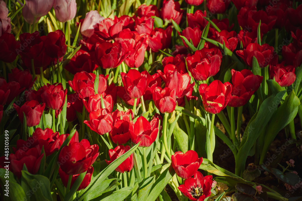 Beautiful tulips in the blooming scene