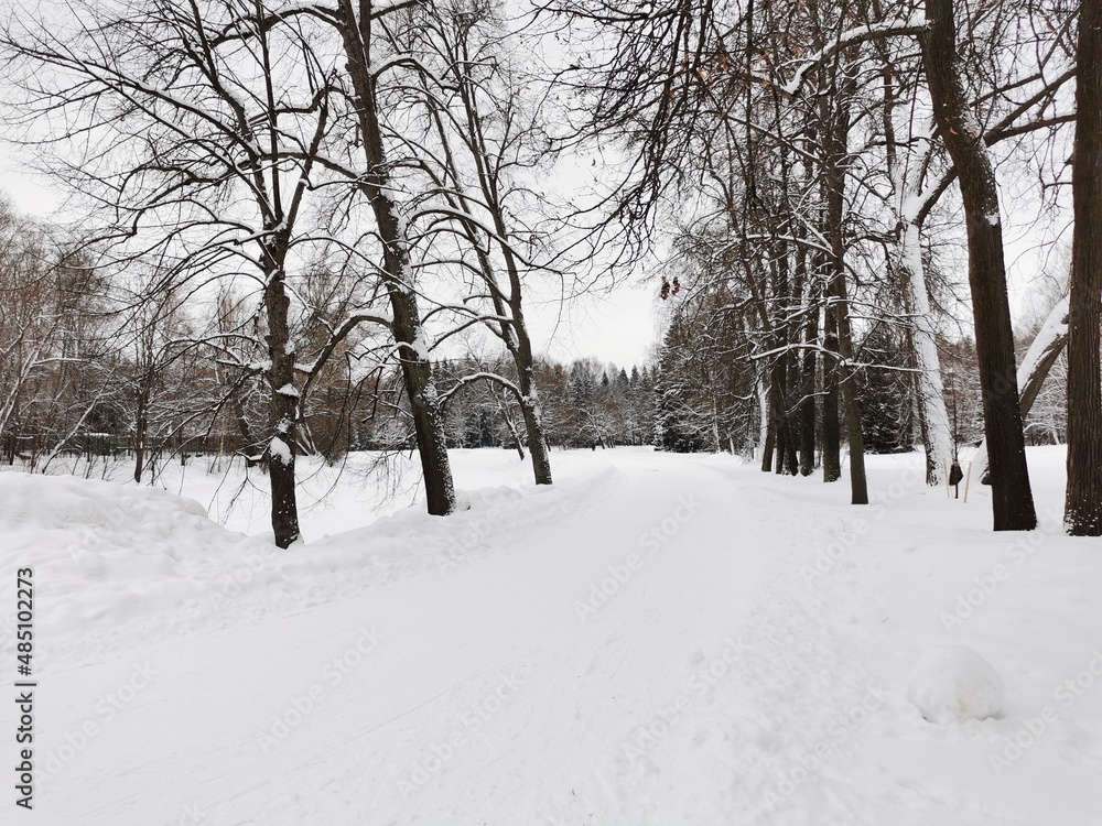 Winter in Pavlovsky Park white snow and cold trees