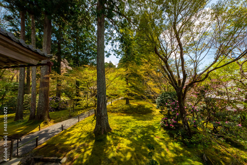 春の京都・大原の三千院で見た、緑が広がる有清園の風景と快晴の青空