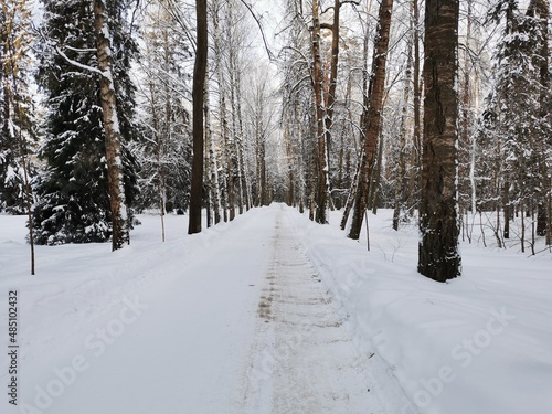 Winter in Pavlovsky Park white snow and cold trees