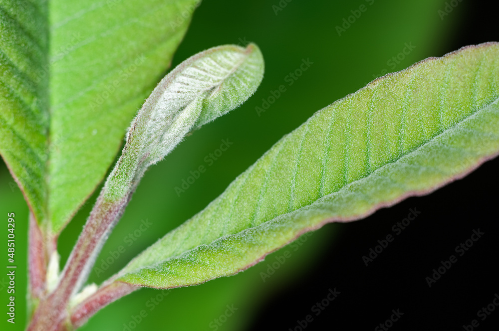 Green leaves in green Green leaves in green
