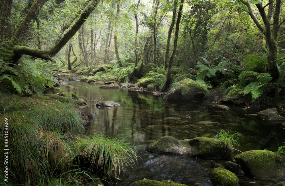 Fototapeta premium River Across a Rainforest in Galicia, Spain