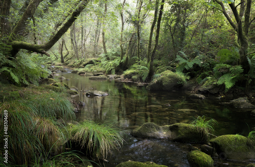River Across a Rainforest in Galicia  Spain