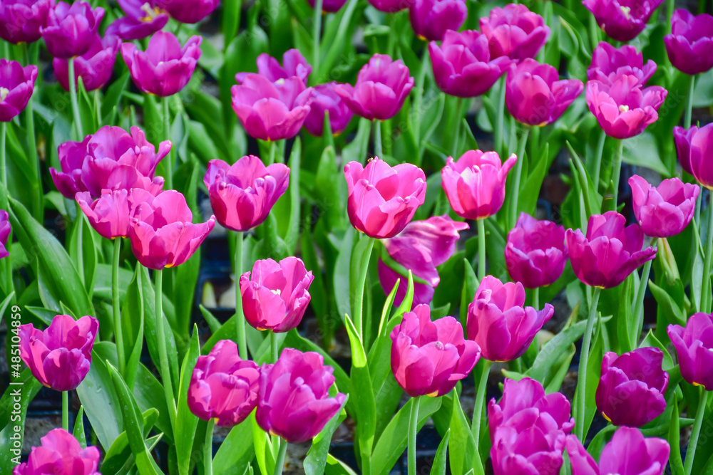Fototapeta premium Tulip flowers for decoration, beauty, postcard and agricultural concept design.