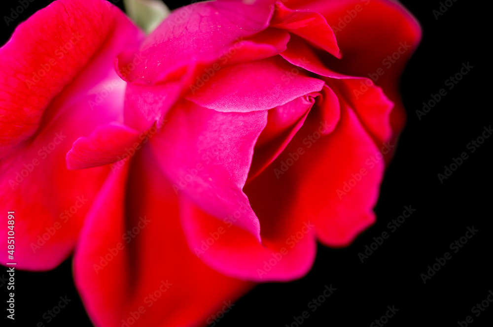 Red rose showing fine texture Red rose showing fine texture