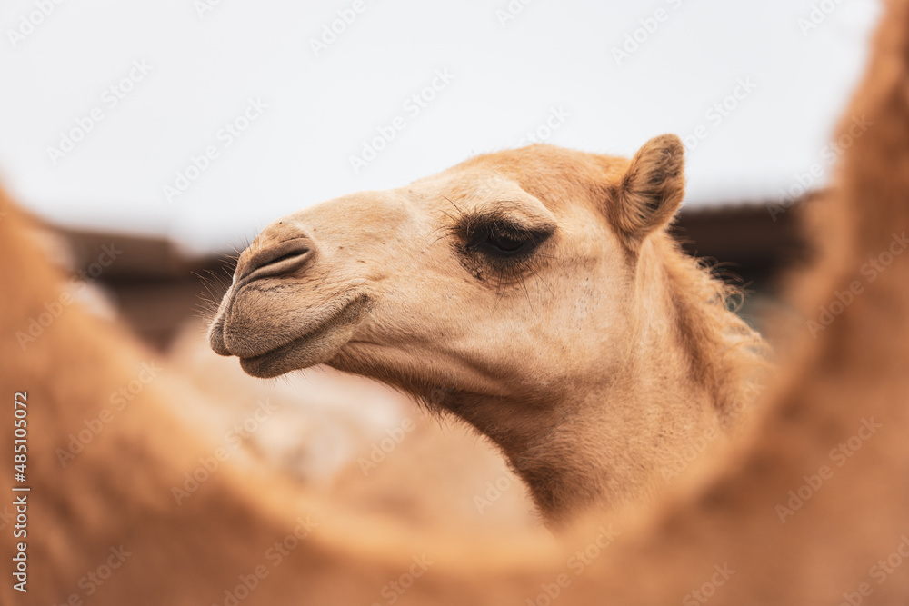 Obraz premium Close up of smiling camel in the desert