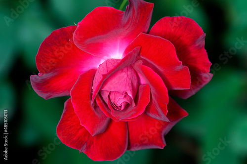 Red rose in winter season