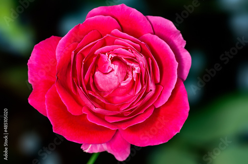 Red rose in winter season