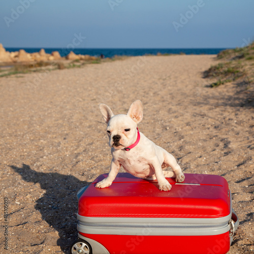 Fototapeta Naklejka Na Ścianę i Meble -  Viajar con perros. Cachorro de bulldog francés en la playa. Turismo.