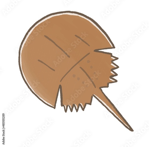 R:もっとメルヘンな水族館☆カブトガニ②