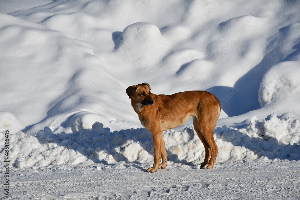 Thin large dog with red wool and a pressed tail on a winter snowy road against the background of a large snowdrift on a clear frosty day. Homeless stray dog